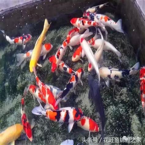 錦鯉風水|【鯉魚風水】招財風水！錦鯉當道，掌握鯉魚風水知識，提升運勢。